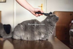 Makanan Kucing untuk Mengatasi Bulu Rontok (thesprucepets.com)