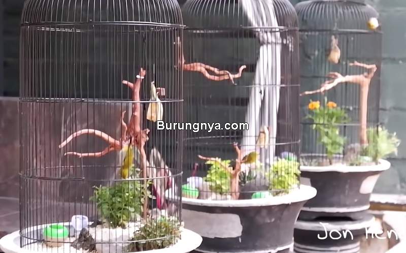 Sangkar Burung Pleci Unik di Dalam Pot Aviarium (youtube.com)
