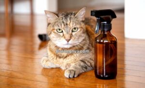 Cara Membasmi Kutu Kucing dengan Bahan Sederhana di Rumah (thespruce.com)