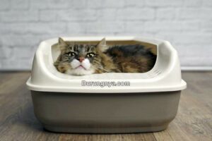 Cara Mengobati Kucing Diare atau Mencret (catster.com)