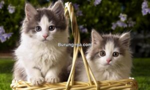 Harga Anak Kucing Persia (1freewallpapers.com)