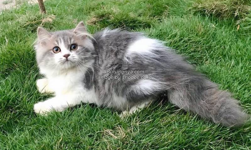 Jenis Kucing Persia Bicolor