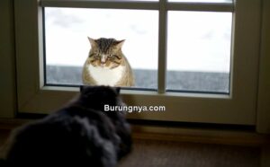 Kucing Lebih Bagus Dipelihara Dalam atau Luar Rumah (catster.com)