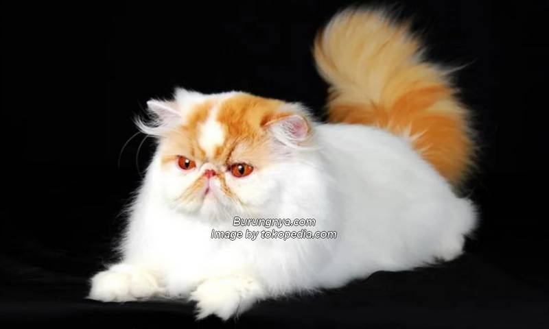 Kucing Persia Particolor