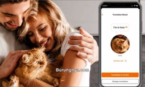 Aplikasi untuk menerjemahkan suara kucing (meowtalk.app)