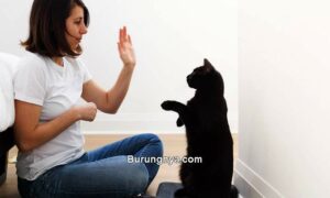 Cara Melatih Kucing Rumahan Jadi Penurut (yourcat.co.uk)