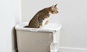 Cara Merawat Kucing Diare (buzzfeed.com)