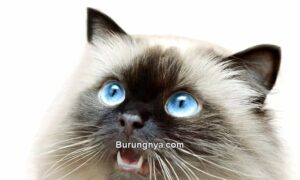 Kucing Himalaya Fakta Unik dan Cara Merawat (petsoid.com)