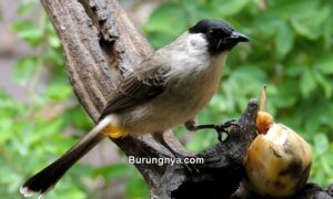 Makanan Burung Kutilang (ebird
