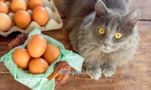 Makanan Kucing dari Telur (petmd.com)