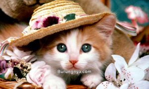 Nama Kucing Islami (wallpaperaccess.com)