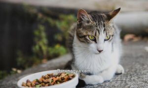Cara Mengatasi Kucing Pilih-pilih makanan (vivapets.com)