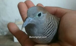 Harga Burung Perkutut 2021 (youtube.com)