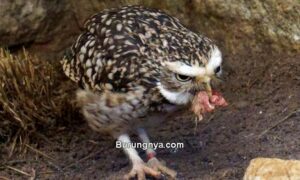 Makanan Burung Hantu agar Cepat Besar (youtube.com)