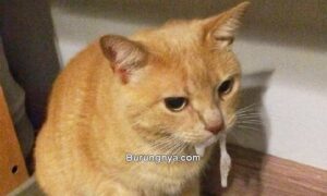 Air Liur Kucing Keluar Terus Bau Busuk (pinterest.com)