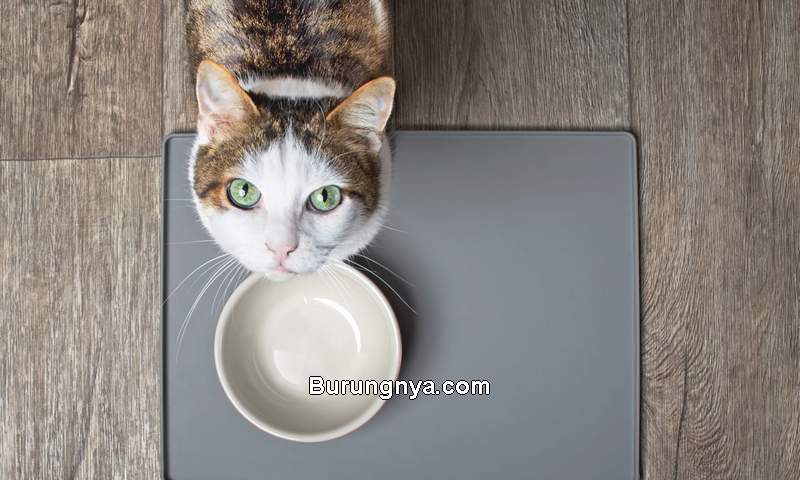 Apa Tanda Kucing Minta Makan (dailypaws.com)