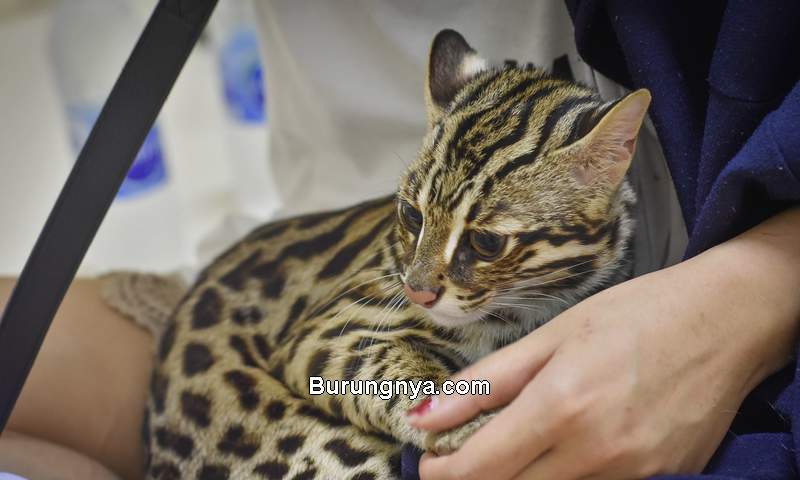 Cara Merawat Kucing Leopard Asia dan Menu Makanan (wfft.org)