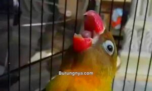 Lovebird Ngekek Mangap (burungnya.com)