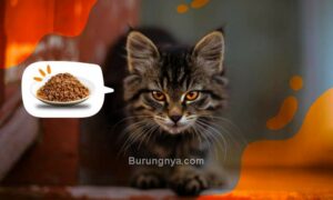 Makanan Kucing Terbaik dan Bergizi (petpedia.co)