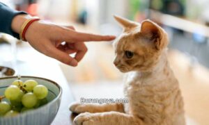 Makanan yang Baik dan Tidak Baik untuk Kucing (cattime.com)
