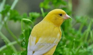 Pakan Burung Kenari dari Daun Dewa (genemil.com)