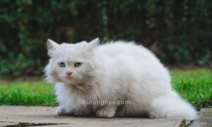 Cara Merawat Kucing Anggora (excitedcats.com)