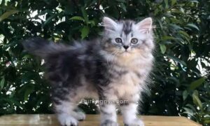 Ciri Kucing Persia Medium dan Harga Terbaru (olx.co.id)