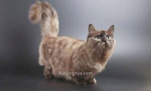 Harga Kucing Munchkin (pinterest.com)