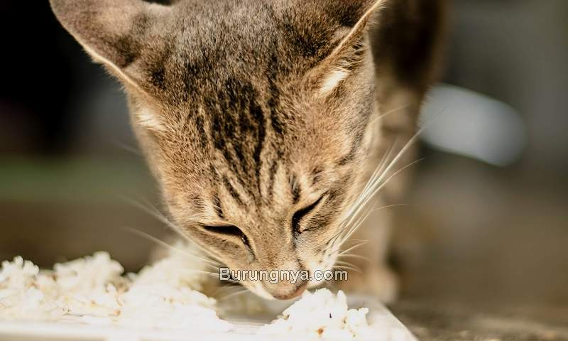 Kucing Makan Nasi Boleh atau Tidak, Efek dan Manfaat (excitedcats.com)