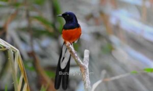 Macam Burung Kicau Populer (pinterest.com)