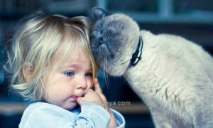 Bahaya Bulu Kucing pada Anak (boredpanda.com)