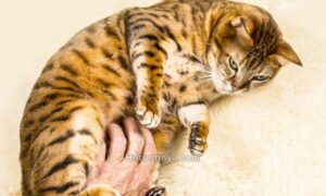 Cara Membuat Kucing Betina Tidak Hamil Tanpa Disteril (mashable.com)