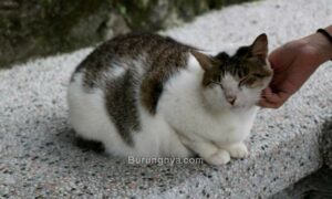 Cara Merawat Kucing Kampung (blueandgoldonline.org)