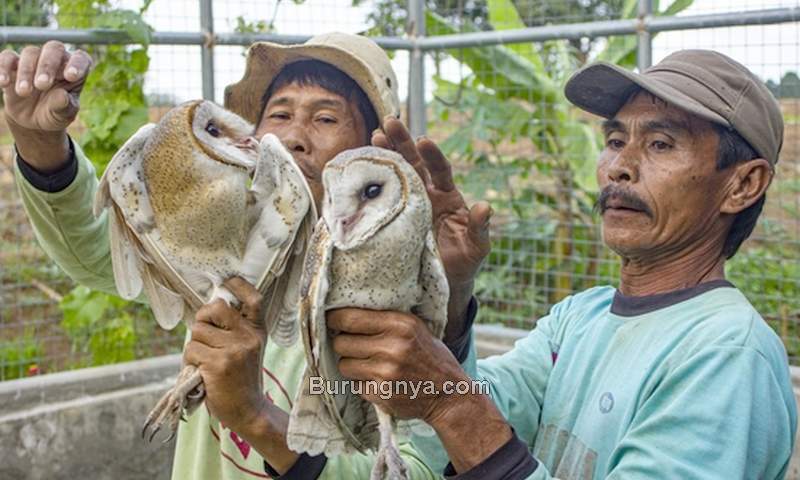 Jenis Burung Hantu Serak Jawa di Indonesia (rri.co.id)