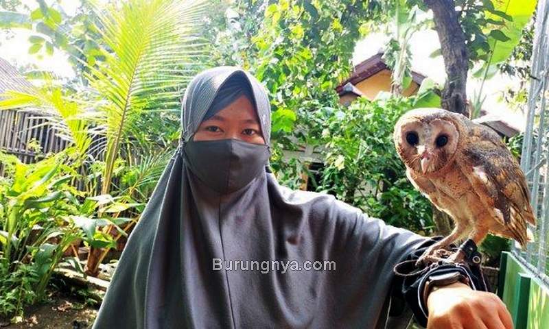 Jenis Burung Hantu di Indonesia yang Boleh Dipelihara (tribunnews.com)