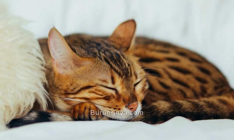 Kucing Tidur Terus (pumpkin.care)