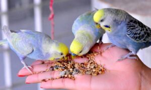 Makanan Burung Parkit yang Sehat Agar Cepat Bertelur (pinterest.com)