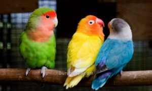 Warna Lovebird yang Bagus dan Mahal (floridabirdbreeders.com)