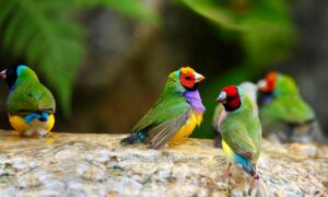 Bisnis Ternak Burung Pipit Pelangi (sandiegozoo.org)