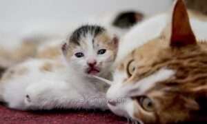 Cara Memisah Anak Kucing dan Induk Kucing untuk Diadopsi (people.com)
