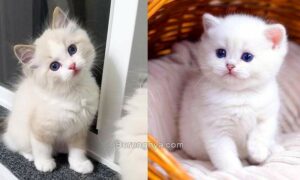 Harga Kucing Anggora Kecil Dewasa 2021 (youtube.com)