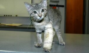 Kucing Patah Tulang Kaki (petmd.com)
