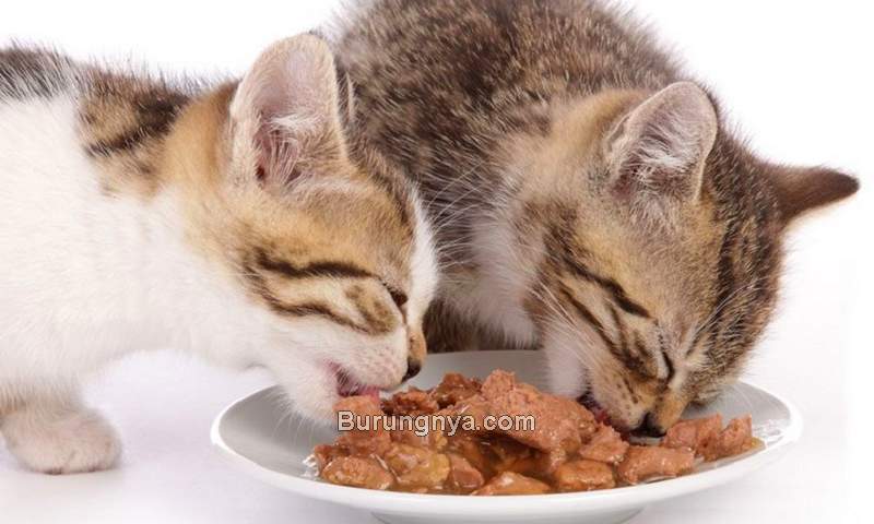 Makanan Kucing Basah Buatan Sendiri (petsami.com)