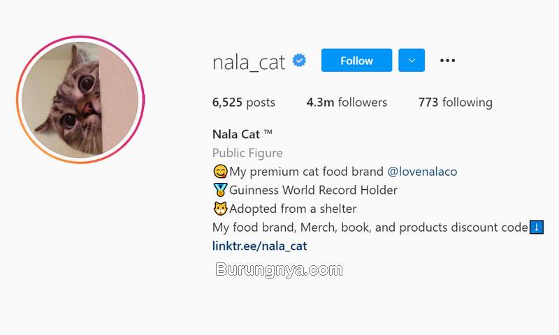 Akun Instagram Kucing Lucu dengan Follower Terbanyak instagram.com