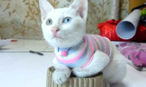 Cara Buat Baju Kucing dari Kaos Kaki (youtube.com)