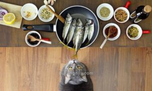 Cara Membuat Makanan Kucing Sendiri di Rumah Murah Meriah (lovetoknow.com)