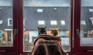 Cara Merawat Kucing di Musim Hujan (sortra.com)