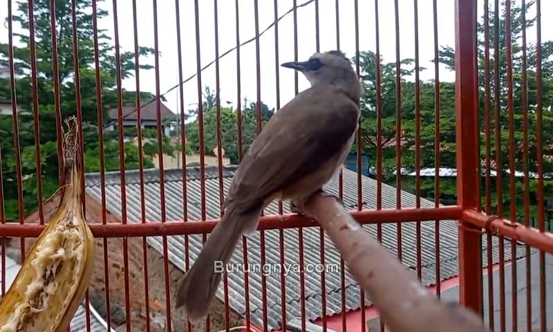 Cara Merekam Burung di Sangkar untuk Konten YouTube (youtube.com)