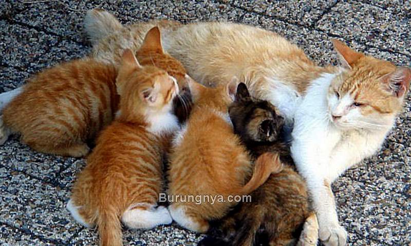 Kucing Bisa Melahirkan Anak Berapa (laurelcats.org)