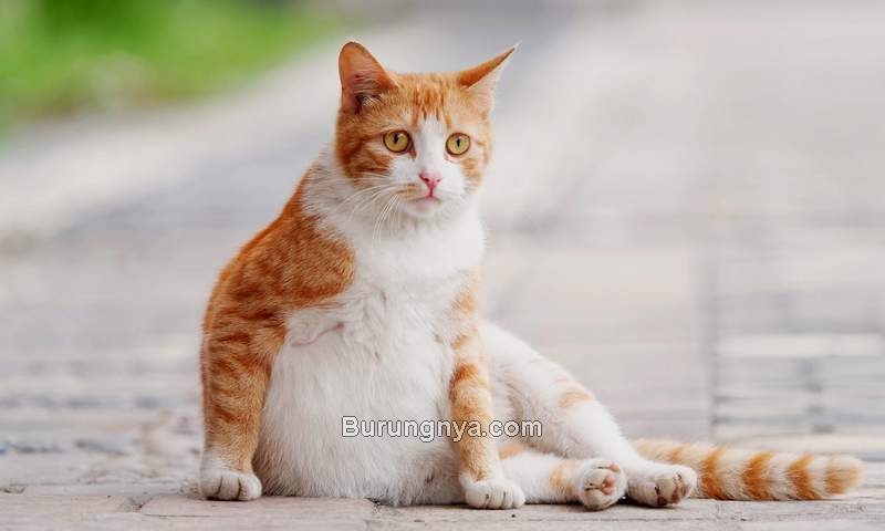 Makanan Untuk Kucing Hamil dan Menyusui (dailypaws.com)